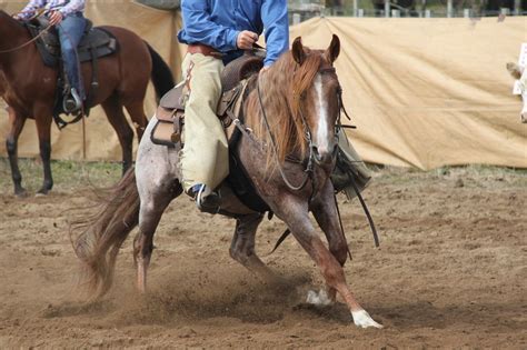 2021 best cutting horse stallions.